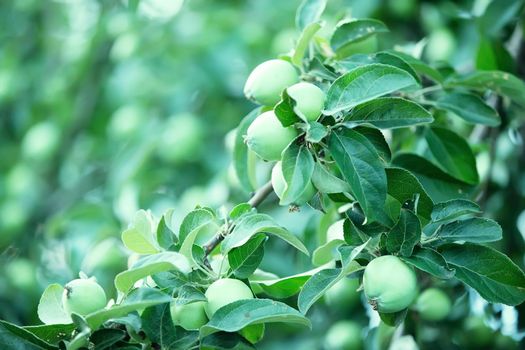 Young unripe green apples on a branch