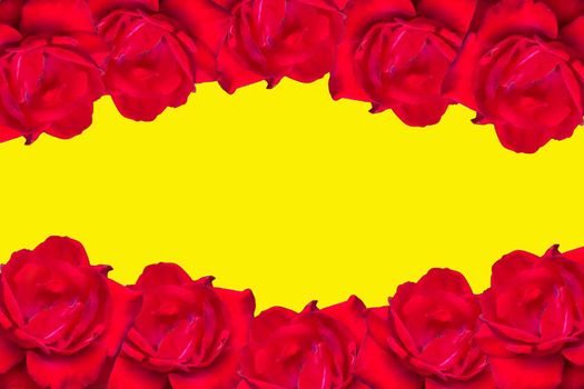 Red roses on a brightly yellow background