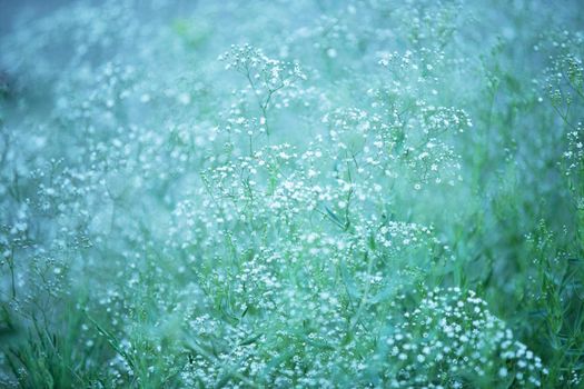 Hypophila. Background of white fluffy flowers
