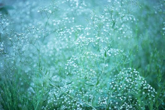 Hypophila. Background of white fluffy flowers