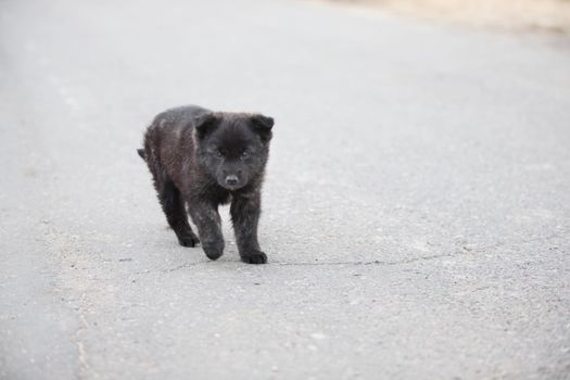 Black street puppy on the road