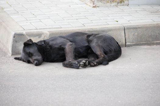 Homeless street dog sleeping on the street