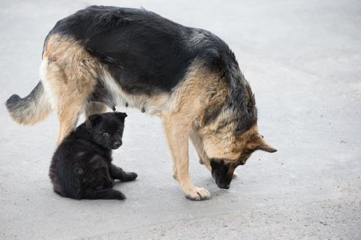 Street dog with puppy