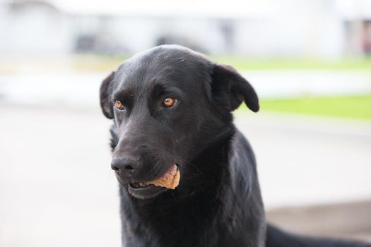 Black dog with food in his teeth