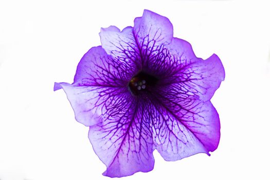 Purple petunia flower close-up on a white background