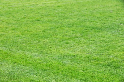 Green lawn