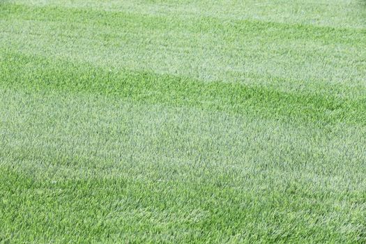 Green lawn
