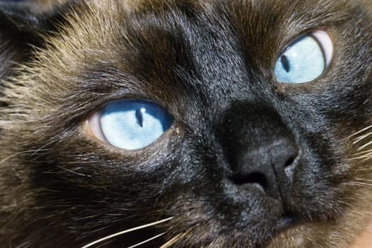 Blue eyes of the Sims cat.Cat's eyes