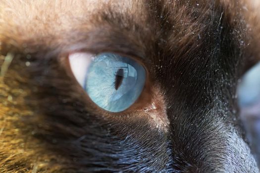 Coty's Eye