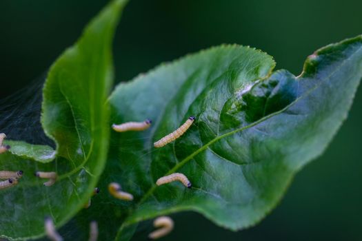 Nesting web of ermine moth caterpillars, yponomeutidae, feeding on the leaves of a tree