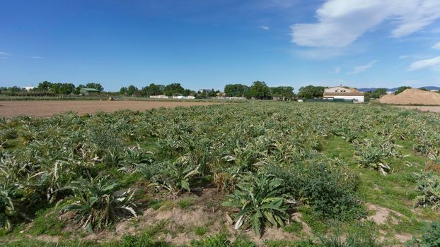 Artichoke plantation on a farm on the outskirts of barcelona in spain