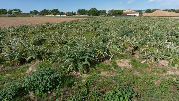 Artichoke plantation on a farm on the outskirts of barcelona in spain