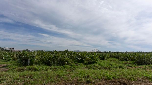 Artichoke plantation on a farm on the outskirts of barcelona in spain