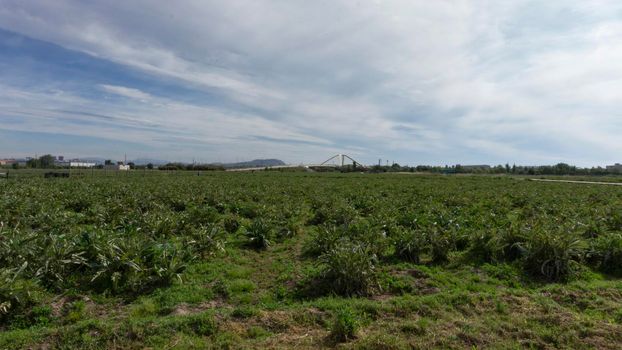 Artichoke plantation on a farm on the outskirts of barcelona in spain