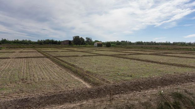 field dedicated to growing vegetables on a farm on the outskirts of Barcelona in Spain