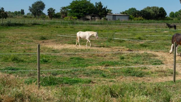 Horse resting behind the fence in a field in Barcelona, Spain.