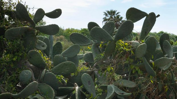 cactus with figs natural park on the outskirts of the city of barcelona in spain