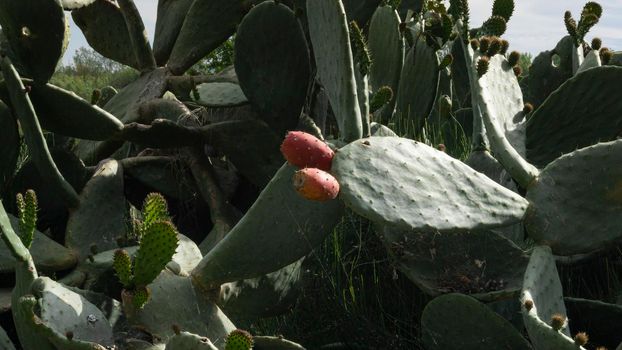 cactus with figs natural park on the outskirts of the city of barcelona in spain