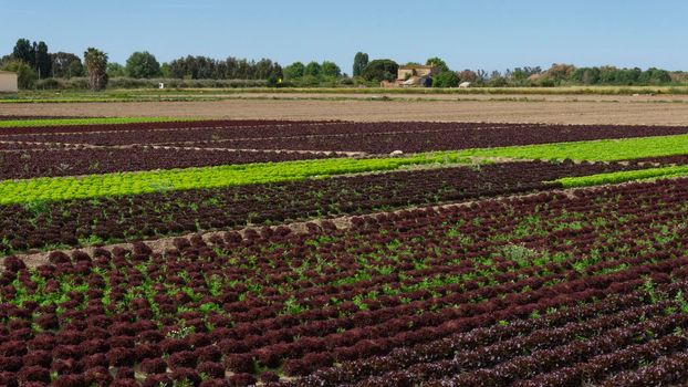 field dedicated to growing vegetables on a farm on the outskirts of Barcelona in Spain