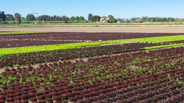 field dedicated to growing vegetables on a farm on the outskirts of Barcelona in Spain