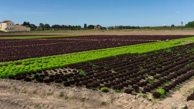 field dedicated to growing vegetables on a farm on the outskirts of Barcelona in Spain