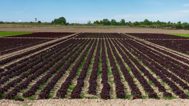 field dedicated to growing vegetables on a farm on the outskirts of Barcelona in Spain