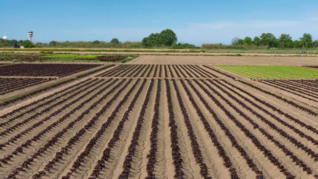 field dedicated to growing vegetables on a farm on the outskirts of Barcelona in Spain