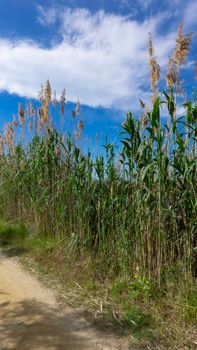 wild reed, in a natural park near barcelona in spain