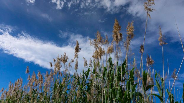 wild reed, in a natural park near barcelona in spain