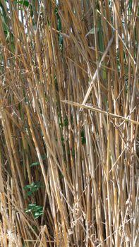 wild reed, in a natural park near barcelona in spain