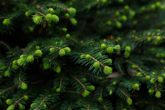 Selective focus, fir bud close up. Layout made of spruce branches with new growing needles. Pine tree background with copy space