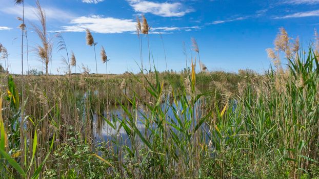 wild reed, in a natural park near barcelona in spain