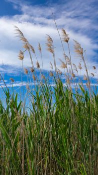 wild reed, in a natural park near barcelona in spain