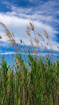 wild reed, in a natural park near barcelona in spain