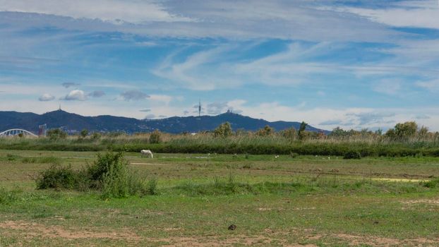 natural park on the outskirts of the city of barcelona in spain. El prat del llobregat