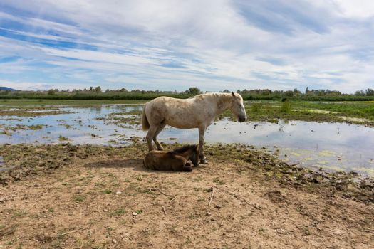 Female horse with her foal resting in a field in Barcelona, Spain.