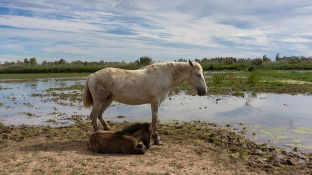 Female horse with her foal resting in a field in Barcelona, Spain.