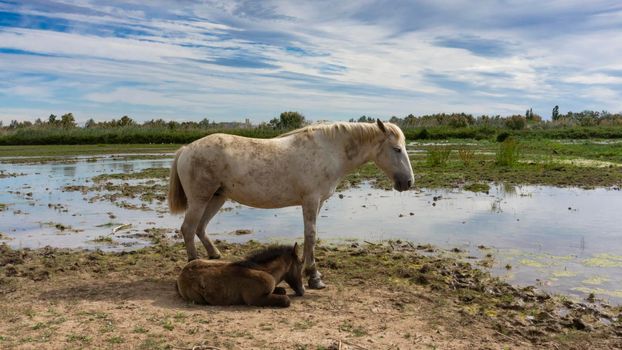 Female horse with her foal resting in a field in Barcelona, Spain.