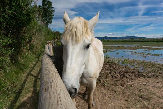 Horse resting behind the fence in a field in Barcelona, Spain.