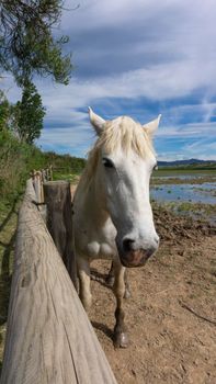 Horse resting behind the fence in a field in Barcelona, Spain.