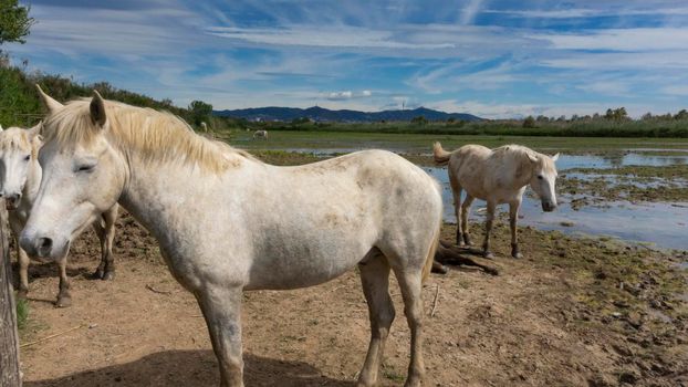 Horse resting behind the fence in a field in Barcelona, Spain.