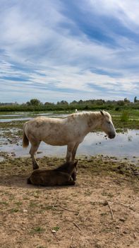 Female horse with her foal resting in a field in Barcelona, Spain.