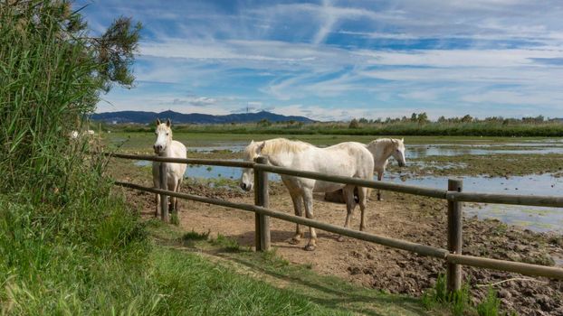 Horse resting behind the fence in a field in Barcelona, Spain.