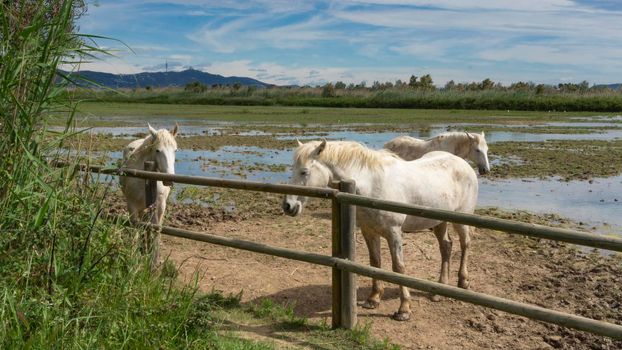 Horse resting behind the fence in a field in Barcelona, Spain.