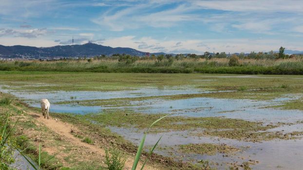 natural park on the outskirts of the city of barcelona in spain. El prat del llobregat