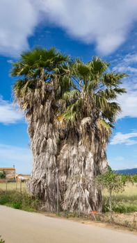 wild palm tree natural park on the outskirts of barcelona city in spain