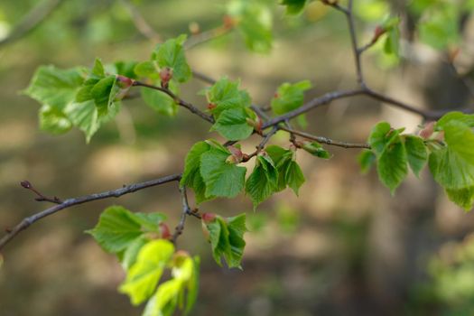 Selective focus, close up of tree branch with young growing leaves in the sunlight. Concept of spring, nature, park or home gardening