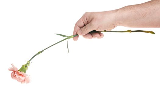 Hand holds a carnation flower on a white background, a template for designers. Close up