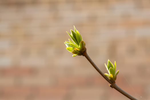 Lilac buds on a branch in early spring in March or April with sun exposure horizontal format with copy space. Photo of a reviving blossoming nature