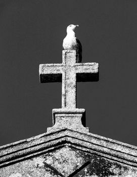 Seagull perched on top of a stone cross on the facade of a church in Oporto, Portugal